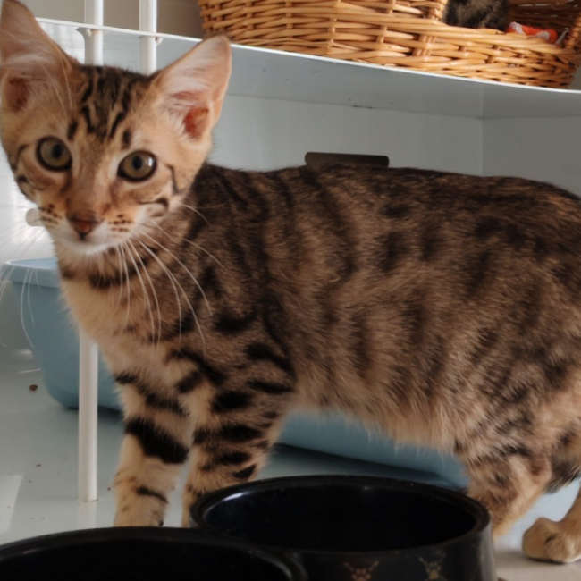 Fjord - Chat Européen à adopter