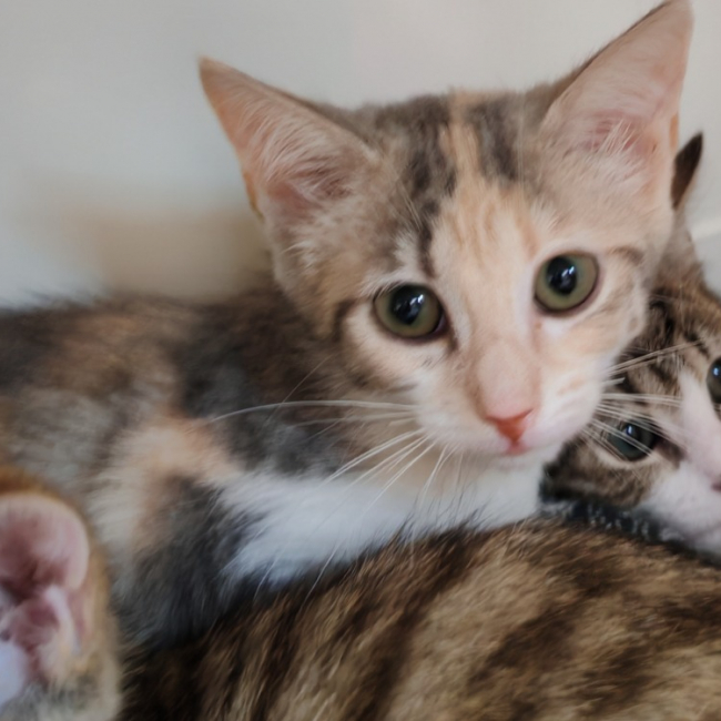 Mousse - Chat Européen à adopter
