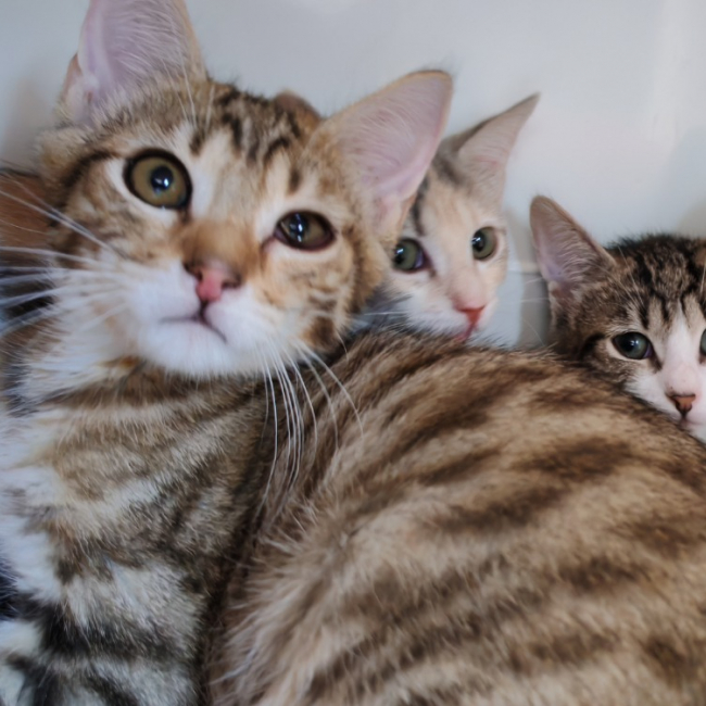 Cousse - Chat Européen à adopter