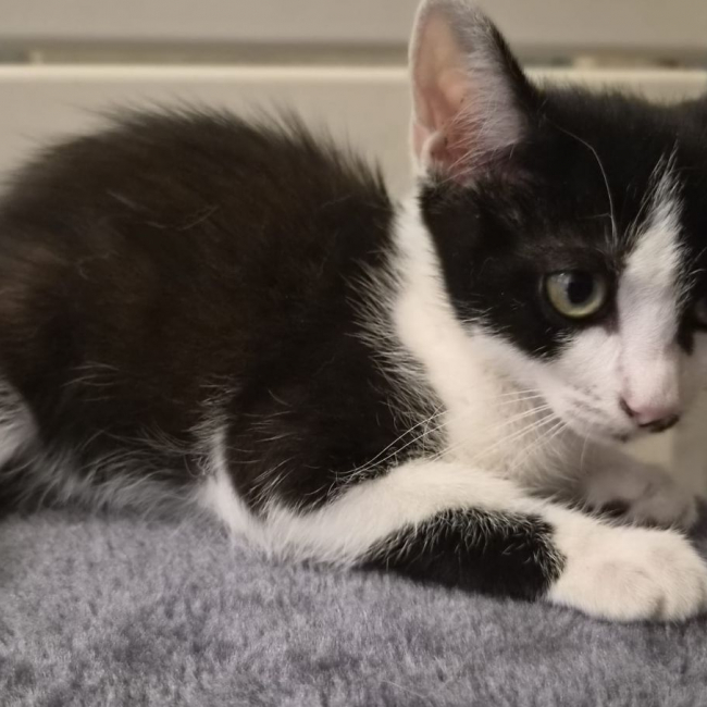 Baïa - Chat à adopter