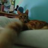 CHOQUINOU