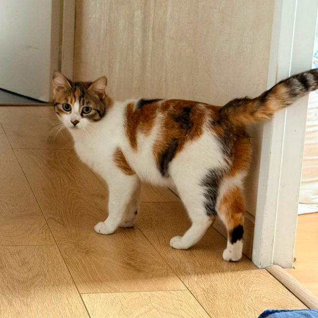 BAHIA - Chat Européen à adopter