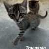 TRACASSIN