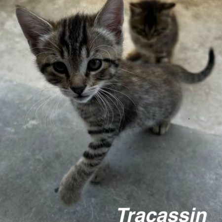 TRACASSIN - Chat Européen à adopter