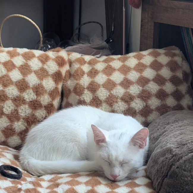 TIPP-EX - Chat Européen à adopter