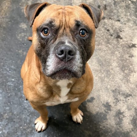 Bouba - Chien à adopter