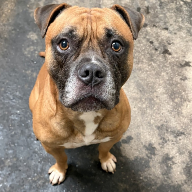 Bouba - Chien à adopter