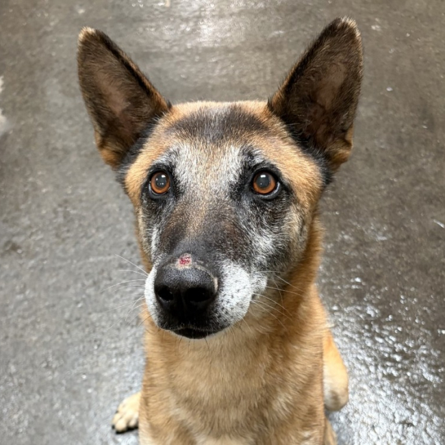 Ozone - Chien Berger Belge Malinois à adopter