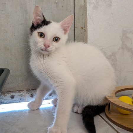 Tino - Chat Européen à adopter