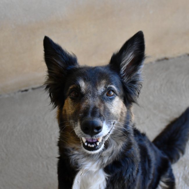 Xena - Chien Berger à adopter
