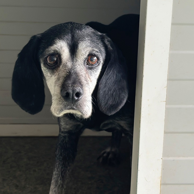 Eddy - Chien à adopter
