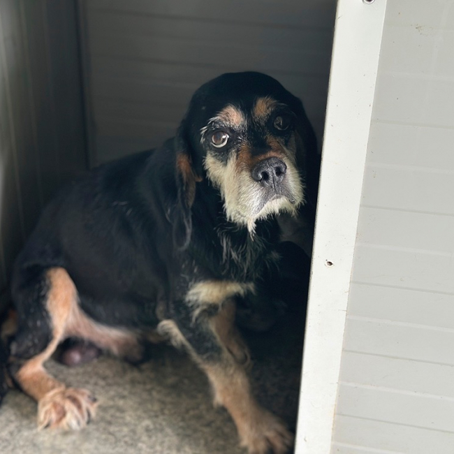 Fred - Chien à adopter