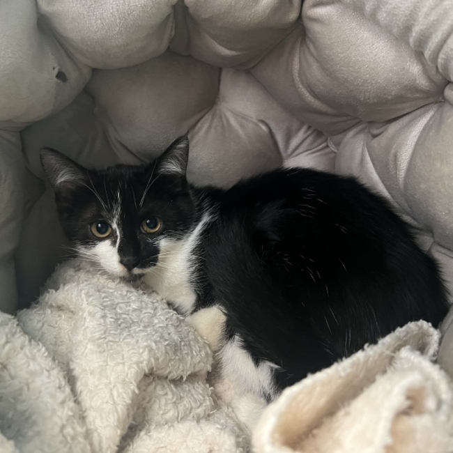 Kikinou - Chat Européen à adopter