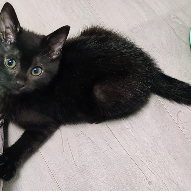 Vagabonde chez irène - Chat Européen à adopter