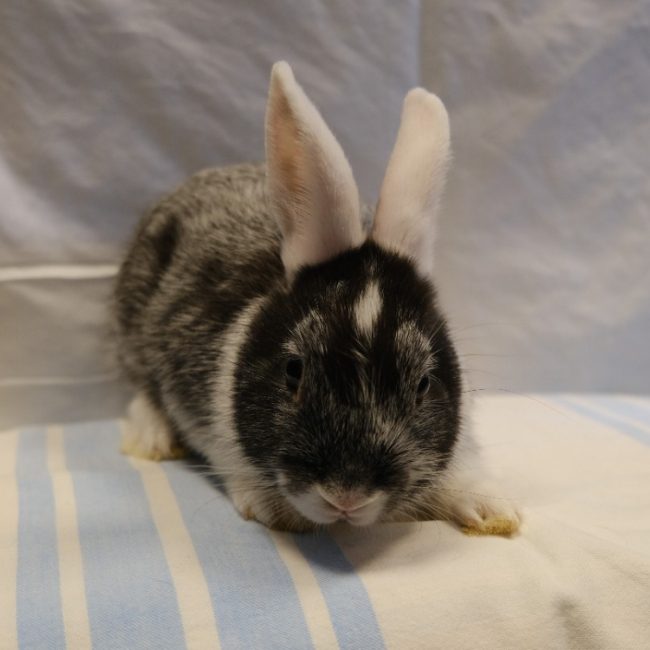 Shadow - Rongeur Lapin à adopter