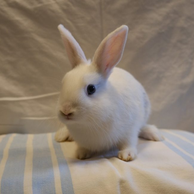 Cachou - Rongeur Lapin à adopter