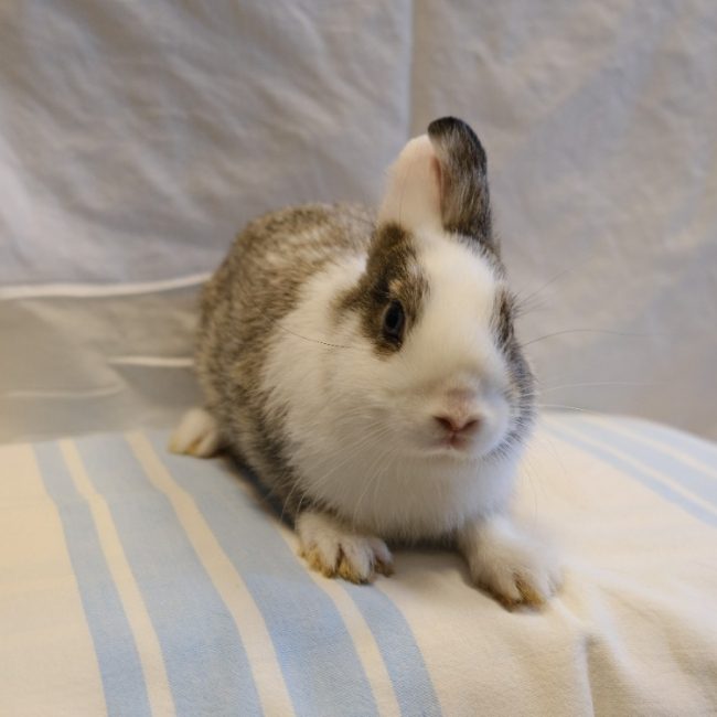 Oreo - Rongeur Lapin à adopter