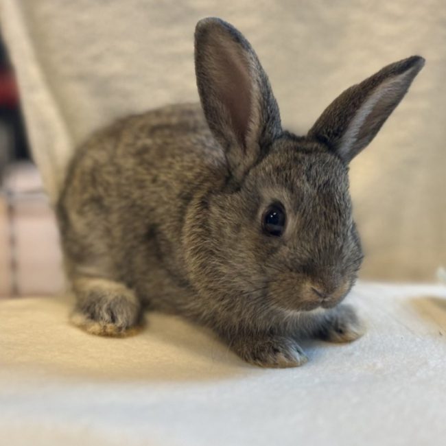 Capucine - Rongeur Lapin à adopter