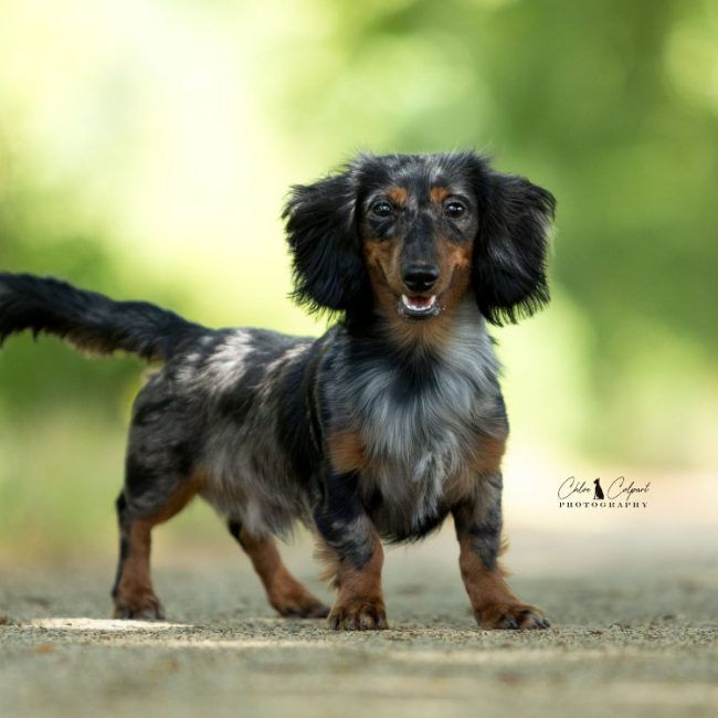 Ekko - Chien Teckel à adopter