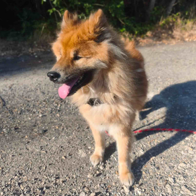 Peanuts - Chien Eurasier à adopter