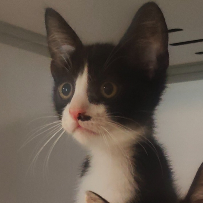 Mikado - Chat Européen à adopter
