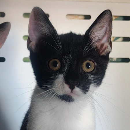 Spencer - Chat Européen à adopter