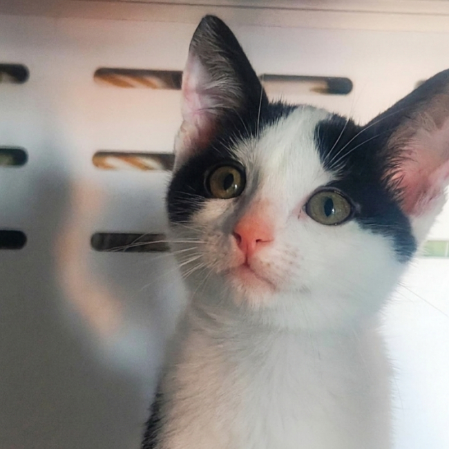 Milka - Chat Européen à adopter