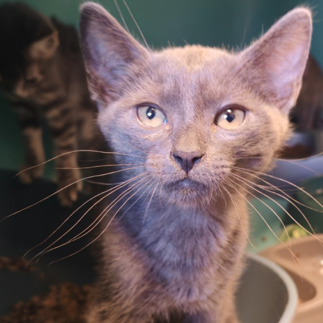 Opale - Chat Européen à adopter