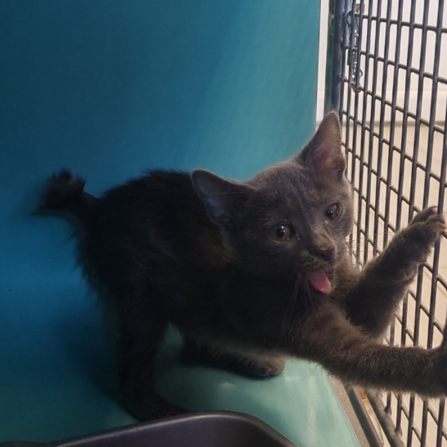 Mousse - Chat Européen à adopter