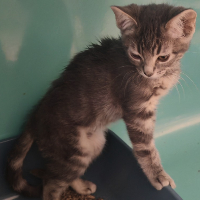 Flamme - Chat Européen à adopter
