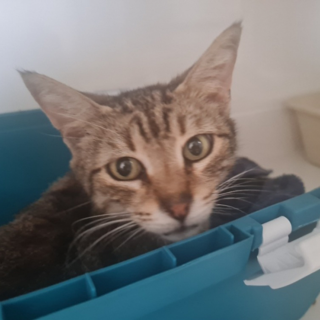 Phibelle - Chat Européen à adopter