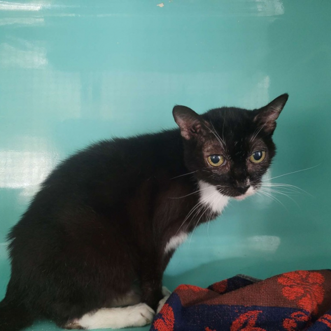 Heidi - Chat Européen à adopter