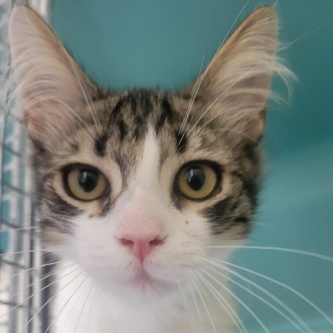 Totoro - Chat Européen à adopter