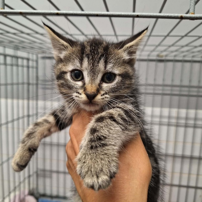 Coquilette - Chat Européen à adopter