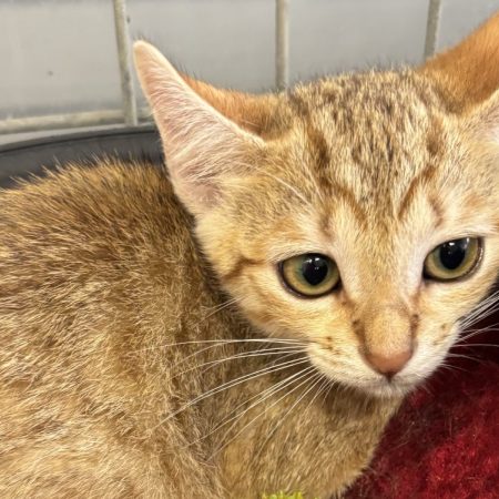 Eureka - Chat Européen à adopter