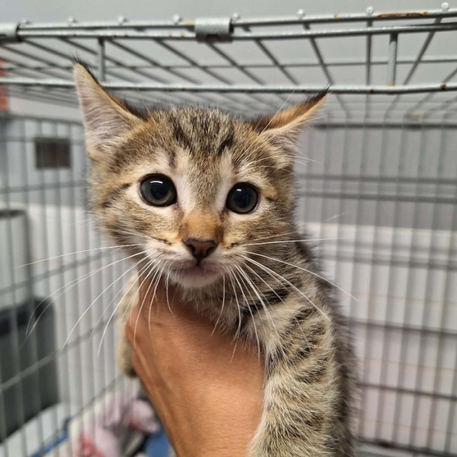 Rocket - Chat Européen à adopter