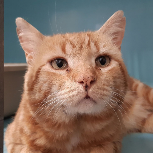 Gombo - Chat Européen à adopter