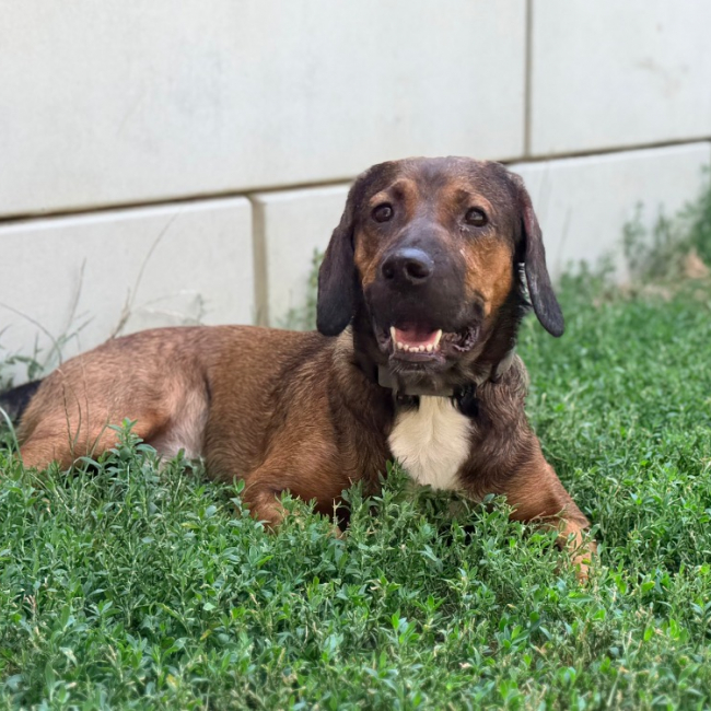 Vivi - Chien Basset Artésien-Normand à adopter