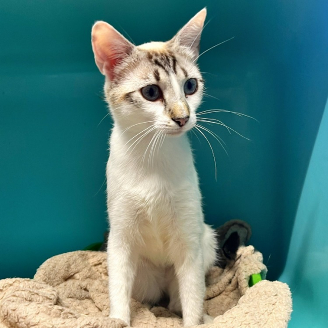 Mila - Chat Européen à adopter