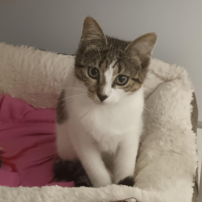 Dany - Chat Européen à adopter