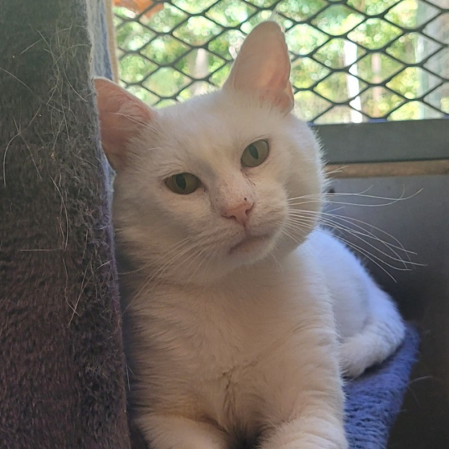 Kenny - Chat Européen à adopter