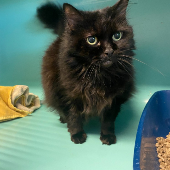 Isis - Chat Européen à adopter