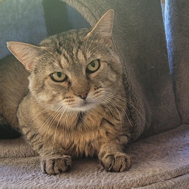 Faust - Chat Européen à adopter