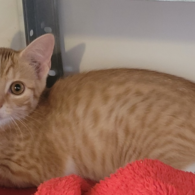 Ezel - Chat Européen à adopter