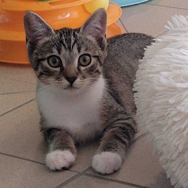Ernesto - Chat Européen à adopter