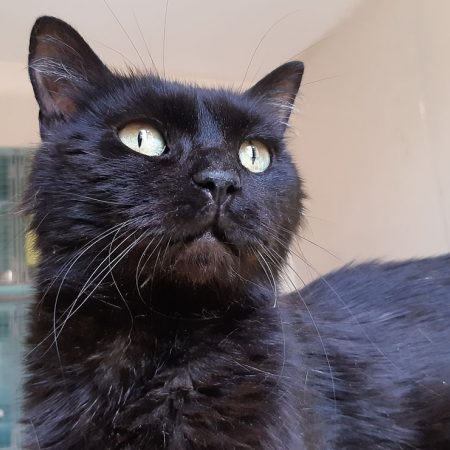 Miip - Chat Européen à adopter