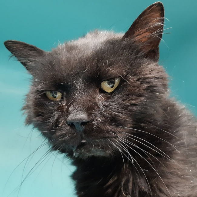 Miip - Chat Européen à adopter