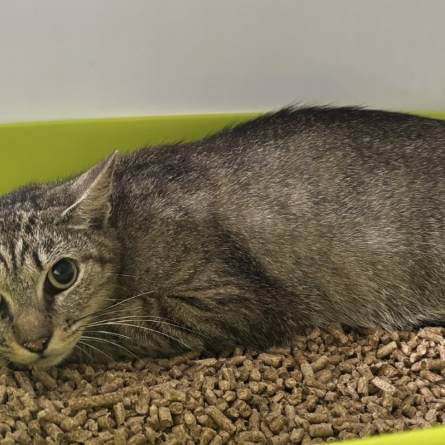 Briska - Chat Européen à adopter