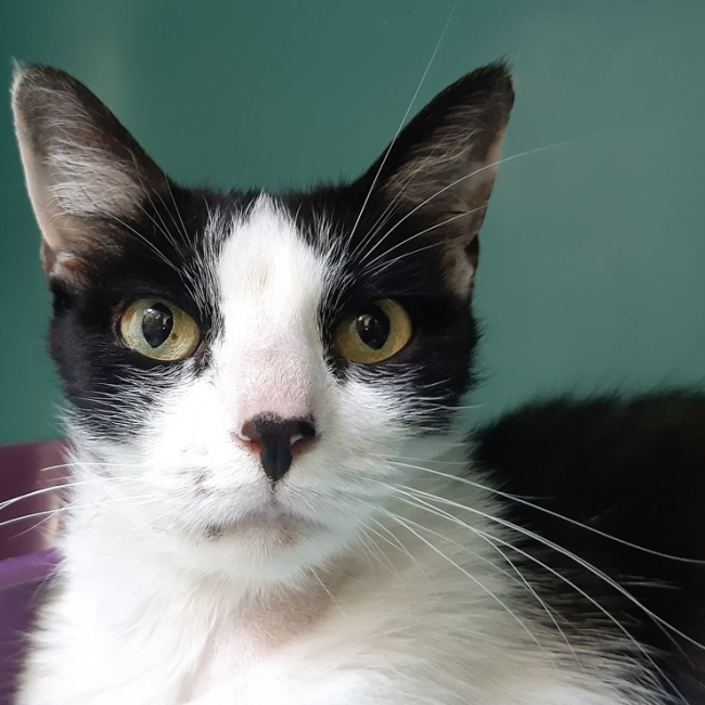 Pista - Chat Européen à adopter