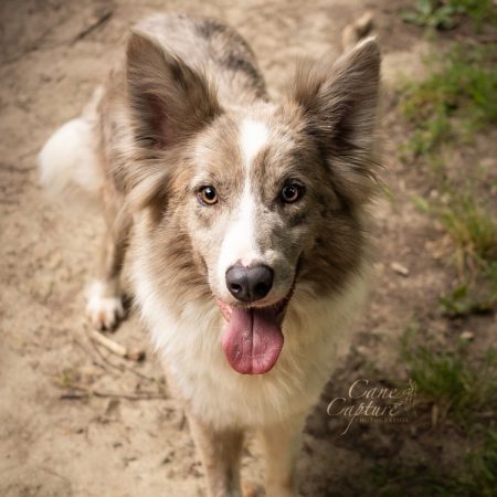 Ulala - Chien Border Collie à adopter